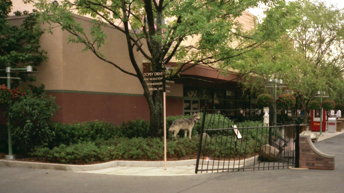 Wolf spotted at intersection of Mickey Avenue and Dopey Drive in then Disney-MGM Studios. Nov 1991. Can you guess why? Answer next tweet in this thread.This area is now part of exit from Toy Story Mania.