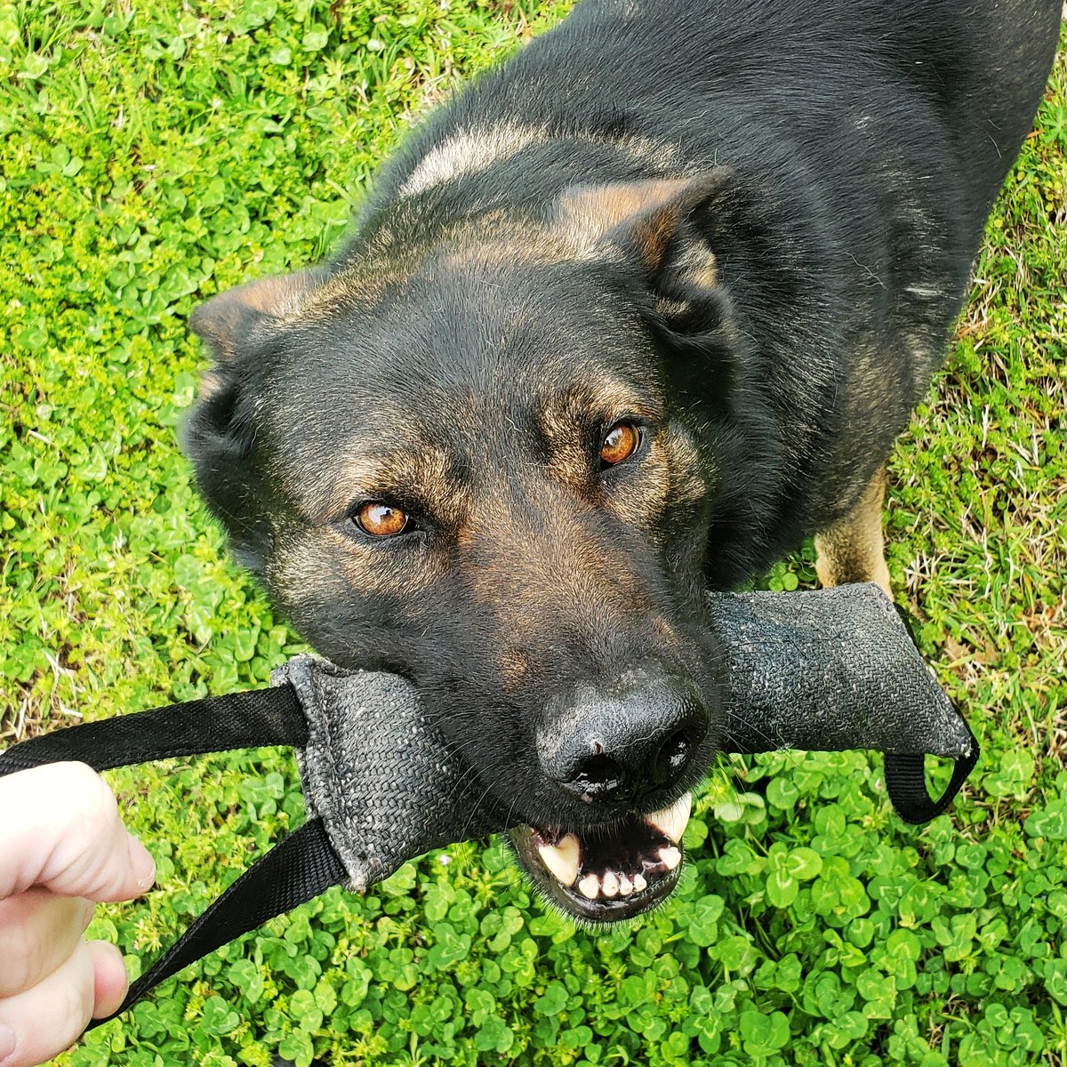 Tug with mom is his favorite... and so is Friday! #K9Athos #HappyFriday #workingdog #k9handler #nosuchthingasworkingfromhome #BackTheBlue