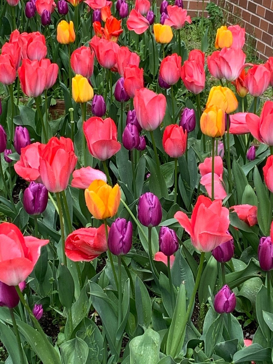 mercerislandsd's tweet photo. We miss our students. These tulips were planted last fall by the @mercerislandhs horticulture students at the Crest Learning Center greenhouses. #Islanders #StudentsAreThePriority https://t.co/Ie2avPUes1