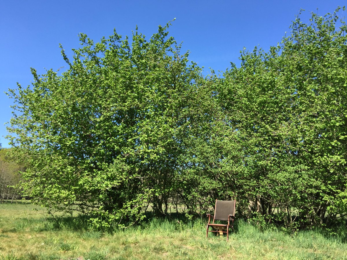 CobyvdHeuvel's tweet photo. Wie was het? Wie heeft de stoel neergezet bij #losloopgebied #slaperdijk #veenendaal Gewoon nieuwsgierig 😃 https://t.co/O1fr1ZDEOs