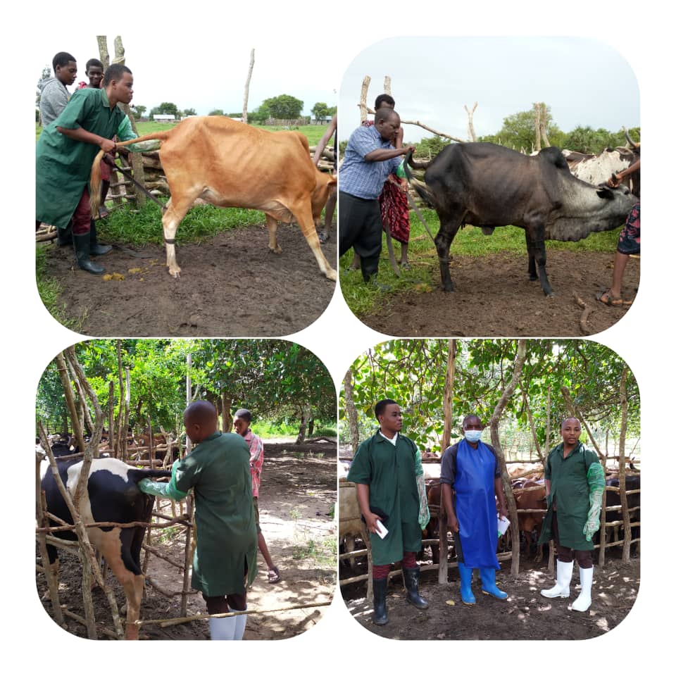 Maafisa Mifugo wakiendelea na zoezi la kukagua ng'ombe kwa ajili ya maandalizi ya uhimilishaji kwenye boma la Bw. Alolo Ngamnoni , kijiji cha kifumangao wilaya ya Mkuranga mkoani Pwani. (23/04/2020)