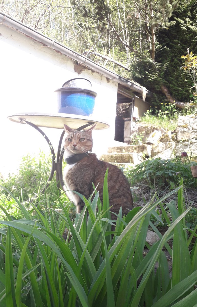Introducing my 10.5 year old cat Bella... She is very happy to have scouted out the next door abandoned house for us &amp; looks very proud of her effort! 🇩🇪🐱👣