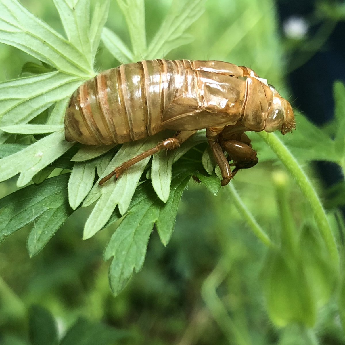 My goodness! What a marvelously buggy day in the garden! Check out this spectacular cicada molt!