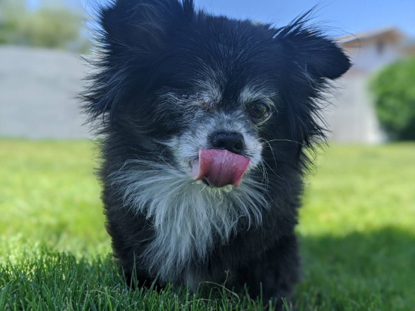 pepper_senior's tweet photo. Just a quick little update on Harry. He is doing super well. He is eating lots treats and getting lots of walks. #strongpups #strongseniors https://t.co/bmMVsNZ2Kx