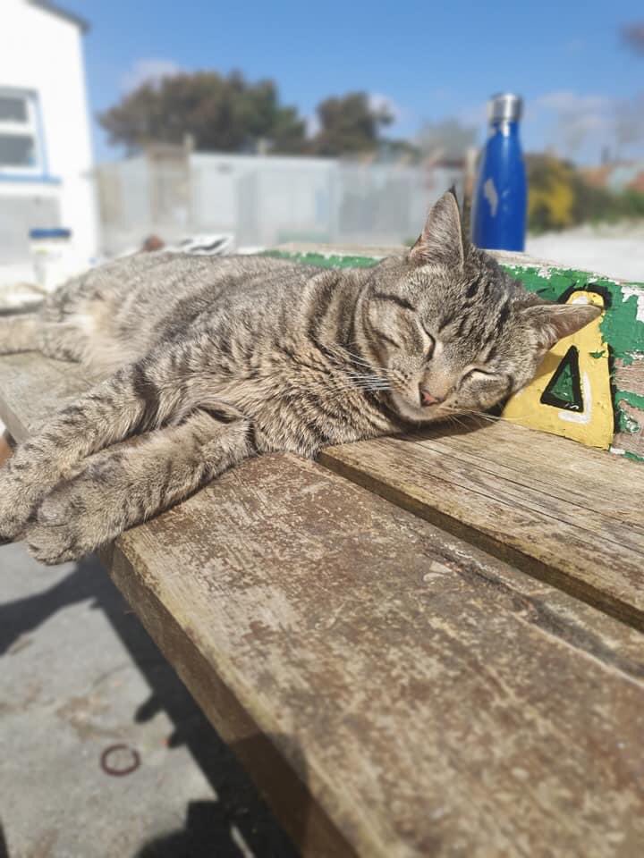 MADRADogRescue's tweet photo. Yet another absolutely hectic day of eating and snoozing for our kennel manager Figaro!😂
We adore him!❤
#MADRA #Adopt #RescueDogs #ResidentCat https://t.co/2b2aDbSmd0