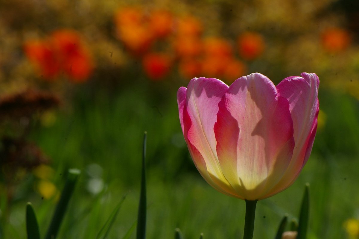 April is getting away. While we can't visit the cemetery in person, we can look back to Aprils already flown @CemeteryClub