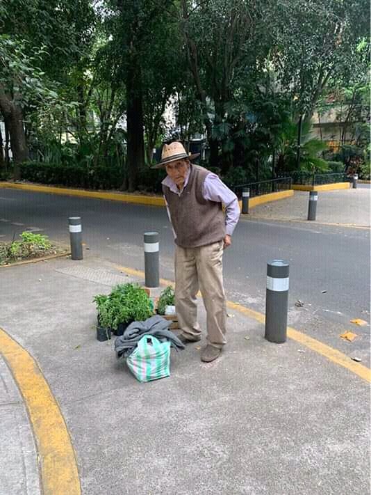 Belinda_GaVa's tweet photo. At'n. Col. #Roma-#Condesa, Don Juan González tiene 80 años y vende las plantas que cultiva (albahaca, hierbabuena, lavanda, romero etc.). Lo encuentran en las calles de Amsterdam y Ozuluama o fuente de Citlaltepetl.
Link de la pub.:
https://t.co/DoKegt4UHh

#CdMx #EdoMéx
#México https://t.co/TQl3q4IVyA