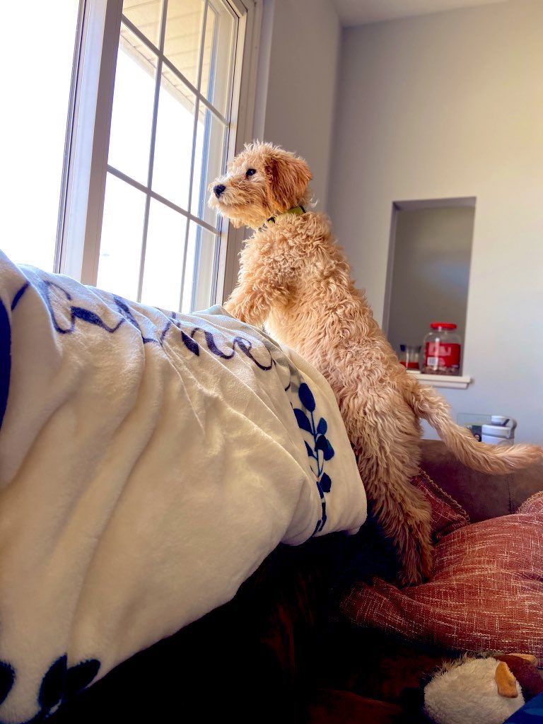 kara_simon4's tweet photo. My dog is perfect so I’ll leave these here 🐶💕 #guinness https://t.co/6d5EfAn492