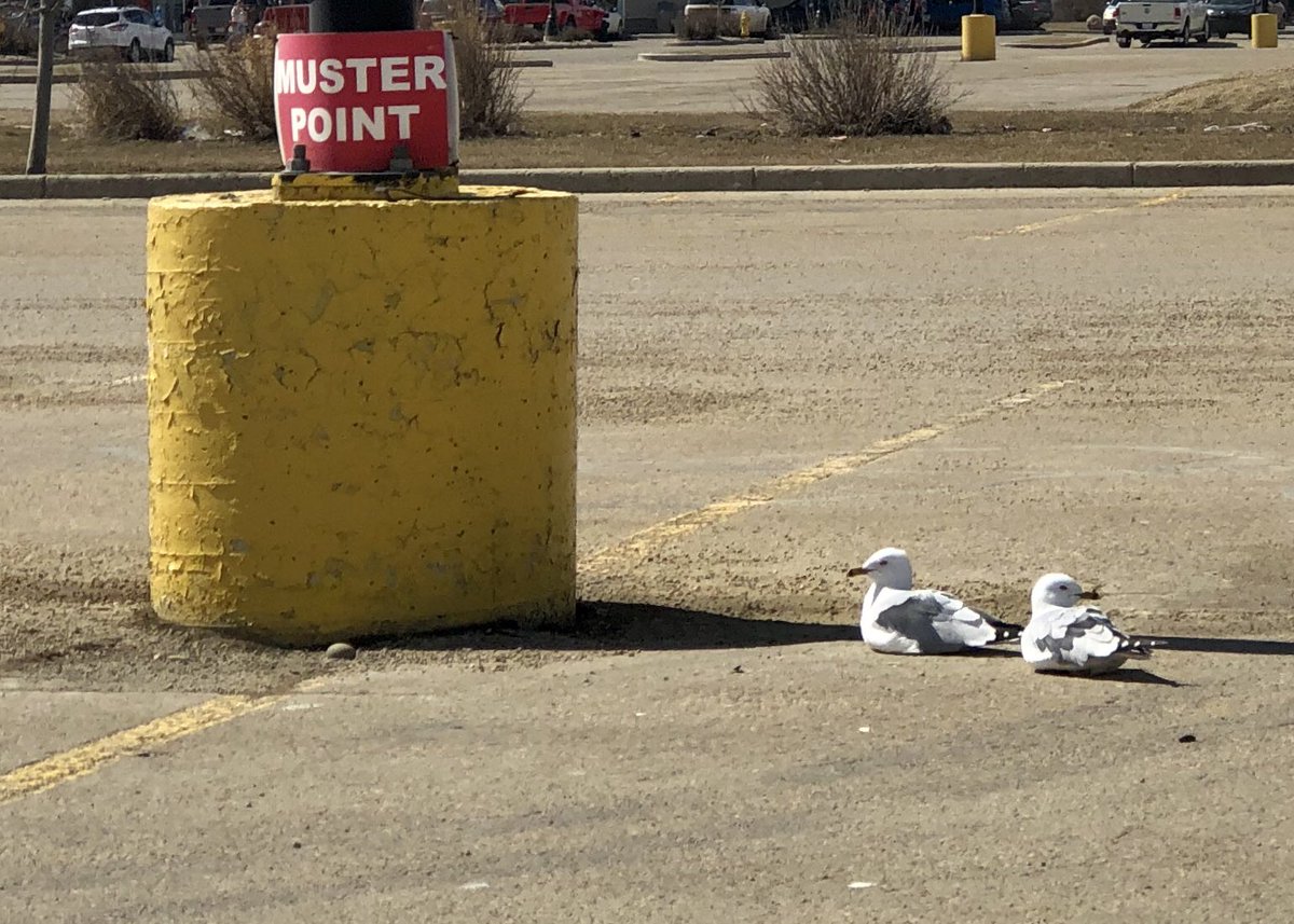 themelanieann's tweet photo. Mustering birds.
#musterpoint https://t.co/n8UwJRE7OI