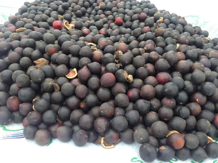 indaparaucania's tweet photo. MERCADITO VIRTUAL INDAP ARAUCANÍA: Te invitamos a comprar avellanas 🇨🇱 para procesar, fruto del bosque recolectado por la familia Trangol- Pailahueque de #Victoria.
✅ Ventas por mayor a $600 el kilo.
👩‍🌾: Irma Trangol
📲:+56 999015421
Apoyemos la #AgriculturaFamiliar https://t.co/KsOBqla5W4