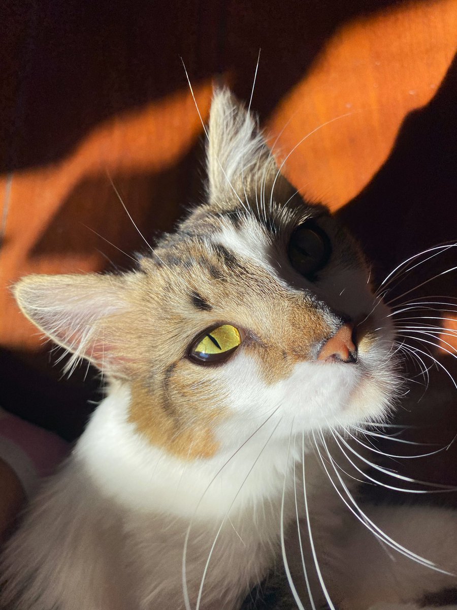 catmartinsc's tweet photo. eu não sei lidar com a beleza dessa gata 😍
sou apaixonada ❤️ https://t.co/0QixAMs8of