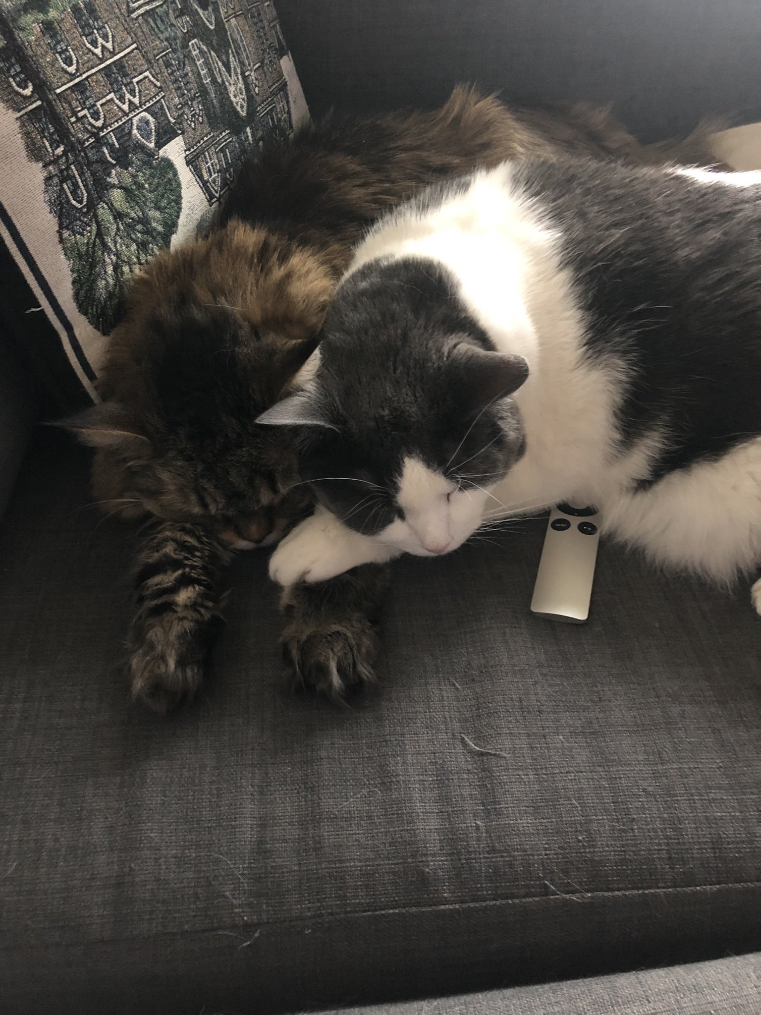 dr-donita-c-brady-of-brady-lab-upenn-on-twitter-my-coworkers-are