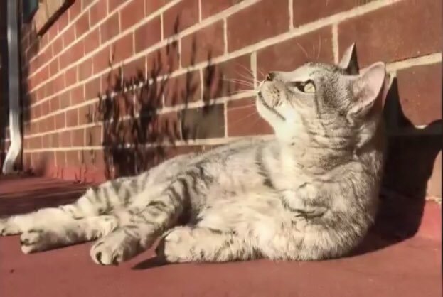 catgirl321's tweet photo. EMERGENCY #Purrs4Peace🌟 PURRS to help @ThorSelfies THOR find his way home🙏🏻🐾
Extra purrs for distraught Mom and Thor’s Crew💔🐾 PURR PURR PURR PURR PURR PURR PURR PURR PURR PURR 
#weeti #ZSHQ #RuffRiderz #SilverTabbyGang #lost #cat #HELP #Lynchburg #VA #ThorsPorch #FINDTHOR https://t.co/aBzzMY7DEJ