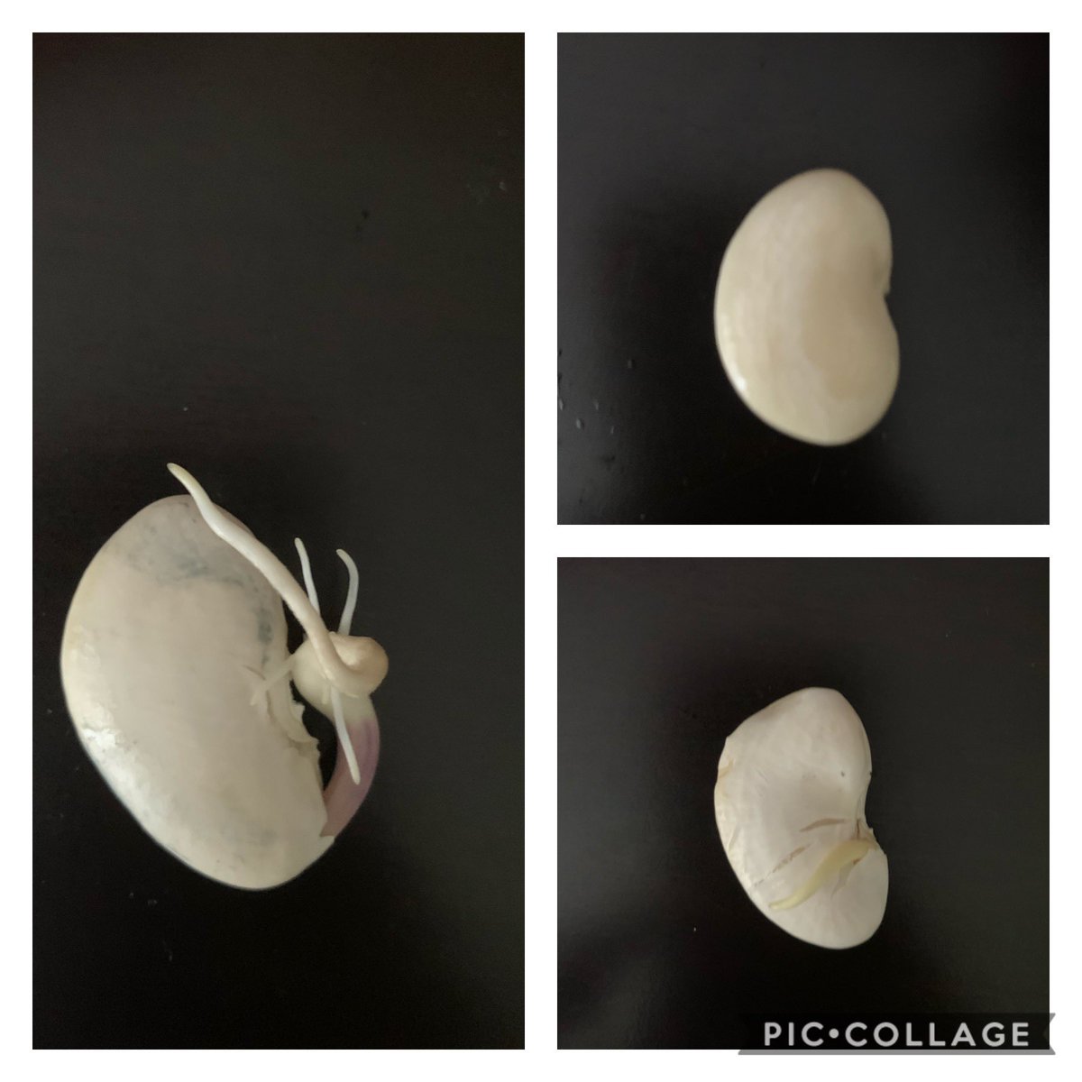 iolsson0427's tweet photo. School is closed, but the learning continues... 2nd grade Bobcats are experimenting with “Seed Germination”! #111howtweetitis #bobcatpride https://t.co/Xs9LLpUiWz