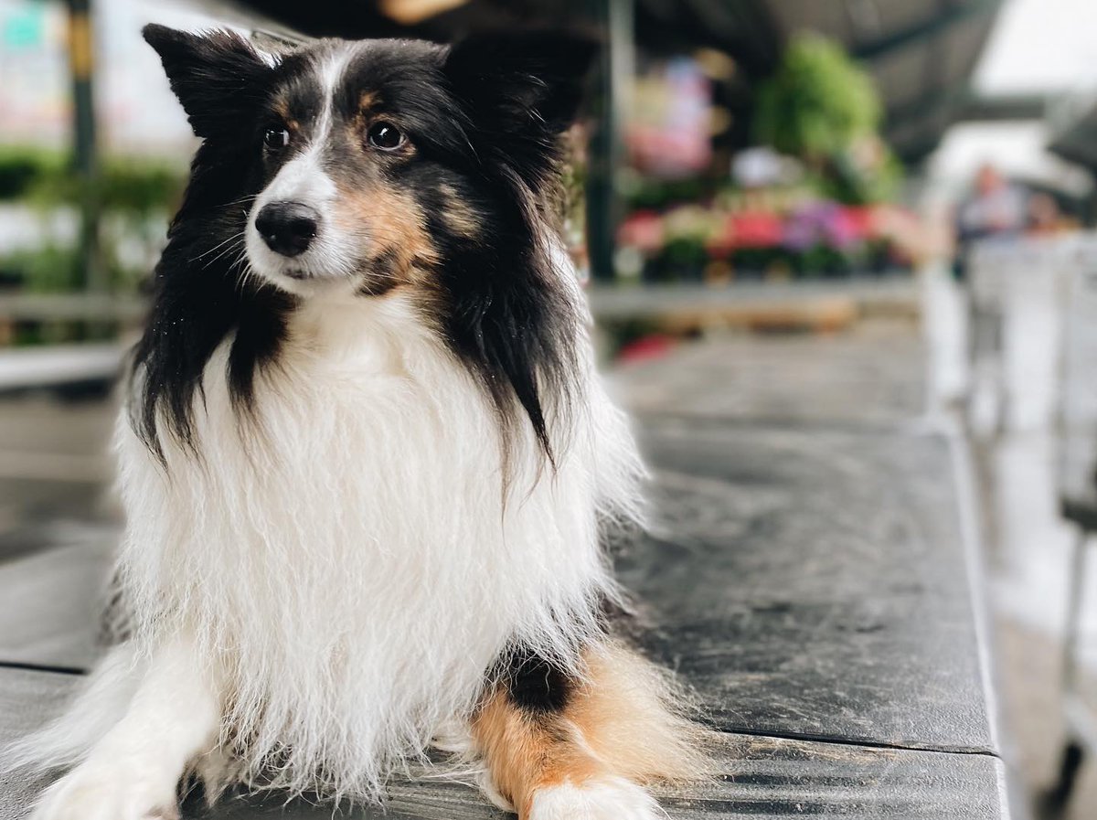 We hope you have a paw-fect weekend!