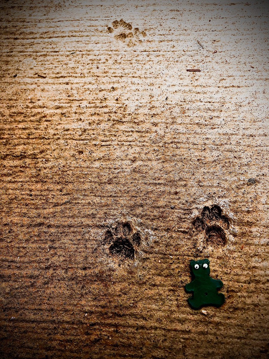 AShoeBearPlanet's tweet photo. Shoe Bear®️Tracks Raccoons. Chattahoochee River Park, Roswell, Georgia. #♻️ #Recycle #GoGreen #PleaseRecycle #TakeCareOfthePlanet #HappyEarth #GreenLiving #RecyclePlastic #TakeShoeBearWithYou #ShoeBears #Prints #pawPrints #RaccoonPrints #TinyPrints #Raccoon #River #Chattahoochee https://t.co/dfGoiaHGab