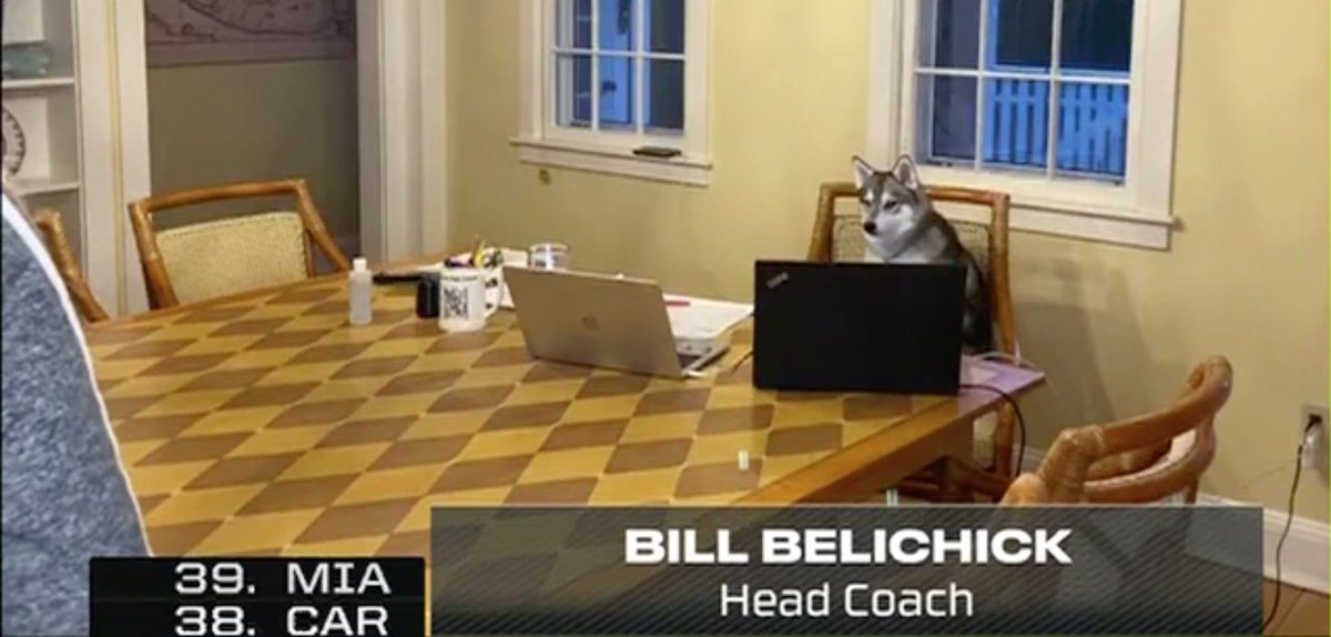 sportingnews's tweet photo. Bill Belichick ... good dog? https://t.co/DuKu5AxHE4