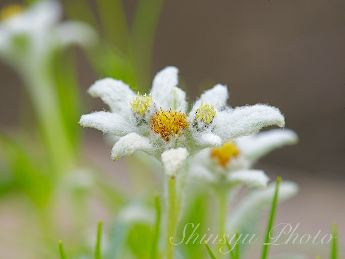 Shinsyu Photo على تويتر コマウスユキソウ 長野県中央アルプス 過去画像です 駒薄雪草は先日ご紹介したウスユキソウ やエーデルワイスの仲間で 中央アルプス駒ケ岳周辺のみに自生している固有種です 別名ヒメウスユキソウとも呼ばれています 花言葉