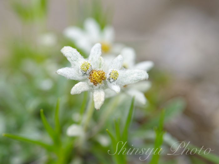 Shinsyu Photo على تويتر コマウスユキソウ 長野県中央アルプス 過去画像です 駒薄雪草は先日ご紹介したウスユキソウ やエーデルワイスの仲間で 中央アルプス駒ケ岳周辺のみに自生している固有種です 別名ヒメウスユキソウとも呼ばれています 花言葉