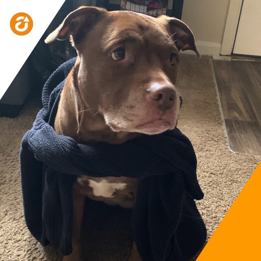 Ascendum's tweet photo. Happy #FurryFriendsFriday! Enzo, Cooper, and Goobs have been great companions and awesome  #Ascendogs this week! We hope you and your family have a safe and relaxing weekend. ❤️😊

#InThisTogether #DistancingTogether #DevelopBeyond #TogetherAtHome #DigitalTransformation https://t.co/fQmUXzTJVy