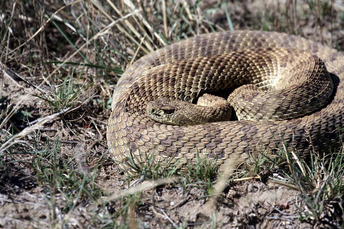 This is a photo of a gravid (pregnant) female Prairie rattlesnake at her rookery. She spent her time last summer moving between sun and shade (shade offered by broom or snake weed) or in a nearby hole to escape the sun, bad weather, or predators. Births occurred in late Aug.