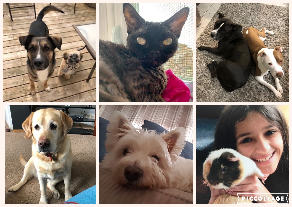 These are the pets/family members of the @LorenvillePS office staff & administrators.  We love our pets 🥰😍 #PetsofPDSB #peelfam @DwyerNj @snaidu_Peel @Moosefan0672