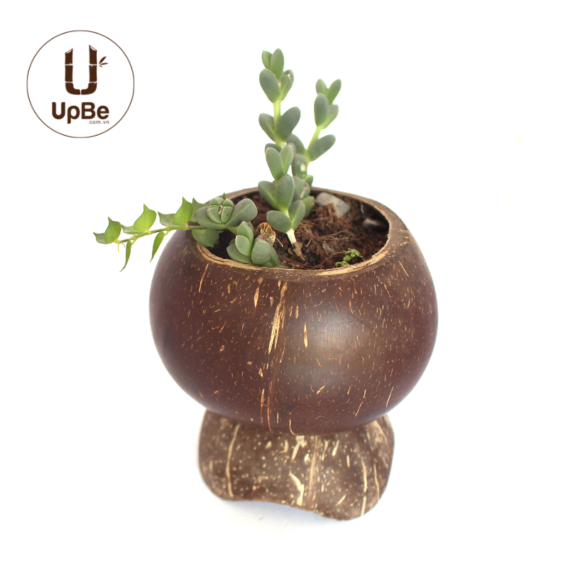 UpbeVietnam's tweet photo. Going green one step at a time! Some people find it a bit diffucilt to start changing to more eco-friendly options. Coconut pots are a simple start to help save the planet from harmful plastics. Help brighten any room design or for simple cute decor. #GoGreen #natural #SaveEarth https://t.co/axgwg2eKQJ