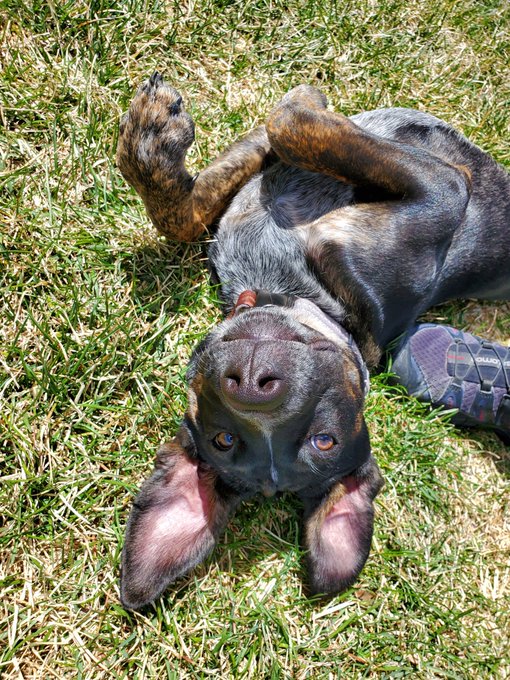 I've been having some rough days lately, today included. Here's my fucking adorable pup because he always<a href="/tag/visitme"class="tags"><span>#visitme</span></a><a href="/tag/apclips"class="tags"><span>#apclips</span></a>