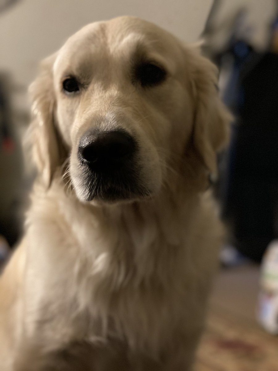 breakyostigma's tweet photo. @TheSarahFader How 'bout a dog photo? Fluffers unite! https://t.co/eX91WiJPys
