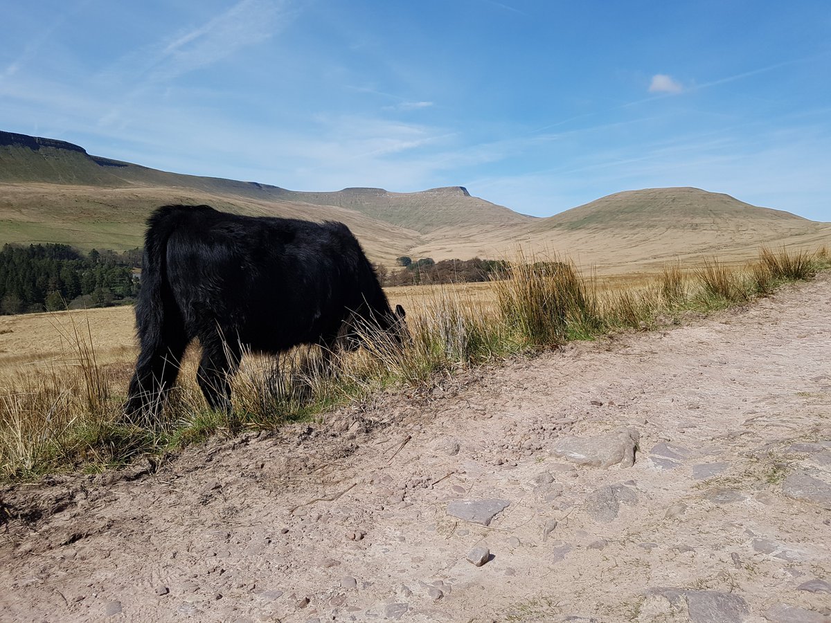 I do like Pen y Fan, but the endless rows of parked cars at Storey Arms always depresses me - it is a much finer walk from the Pontsticill side, as seen here with Corn Du, Cribyn, and an equally fine Welsh Black cow!