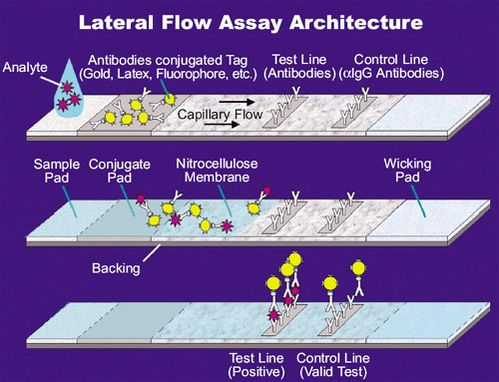 So how do we make a fast, low cost field test for SARS-CoV-2? We adapt a proven technology like the home pregnancy test, technically known as a lateral flow chromatography assay7/ https://en.wikipedia.org/wiki/Lateral_flow_test