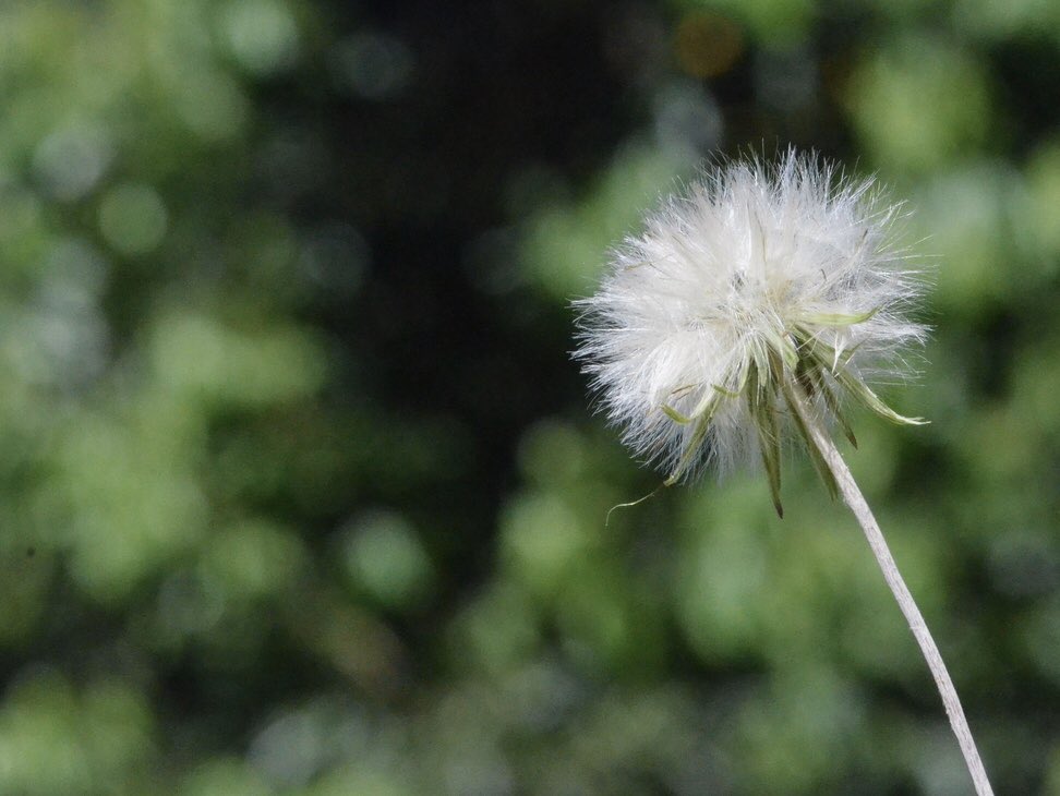 Abracadabra...🍃💚🍃 #macrophotography #naturaleza #nature #naturelovers #flores #flowers #silvestres  #wildflowers #dandelion #NaturePhotography #photography #PintoFotografía #ThePhotoHour #mypictures #cuarentena  #bokehlights #Nikon #PuertoRico 🍃💚🍃