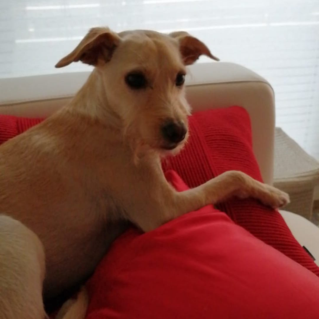 TzuDjam's tweet photo. I love this little beast. These are the things that really matters in life 🐶❤️ https://t.co/JebRrfWudR