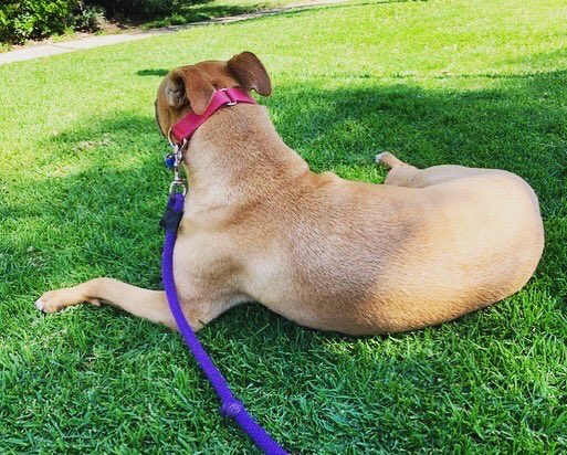 DogBuddyLA tweet media