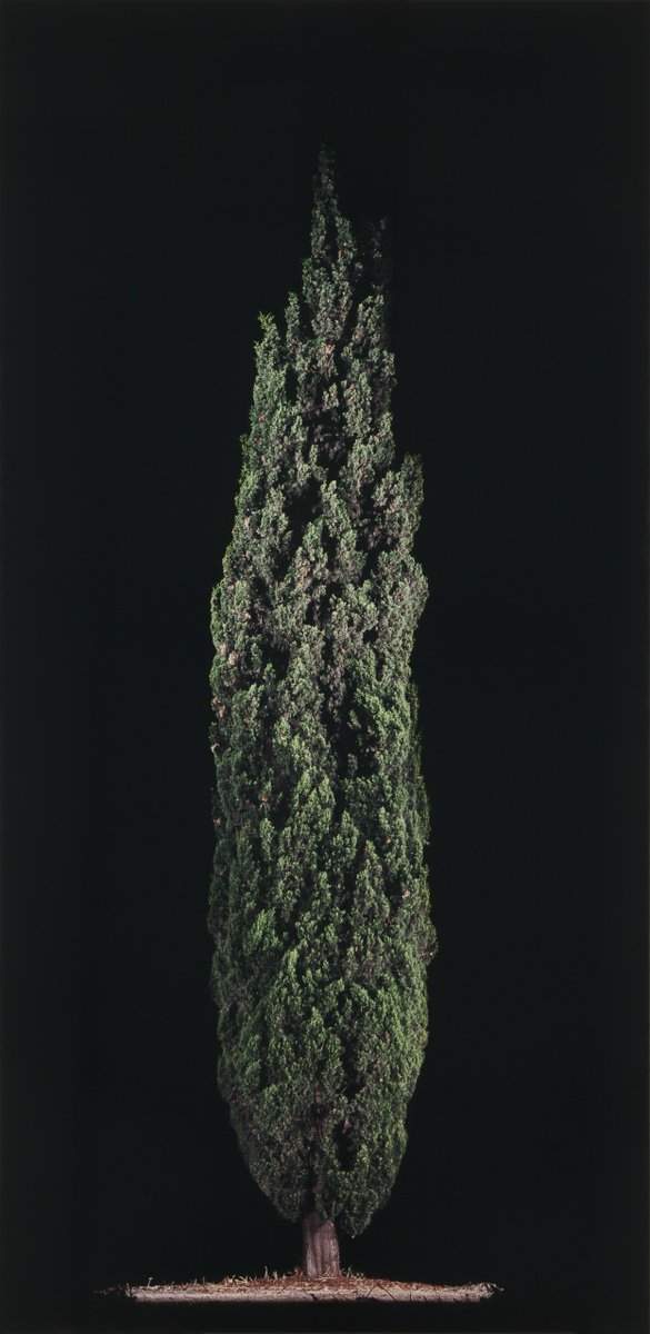 TheJewishMuseum's tweet photo. On #ArborDay, celebrate the importance of trees with #TalShochat’s distilled image of a single cypress. Part of her “In Praise of a Dream” series, the photograph evokes an idealized garden—perhaps the artist's version of Eden 🌲 https://t.co/j53d57boul https://t.co/M26RJYAxgf