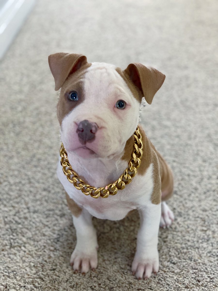 4646Woods's tweet photo. She’s really flexing on y’all with the Cuban link https://t.co/gh2Uqeh5q7