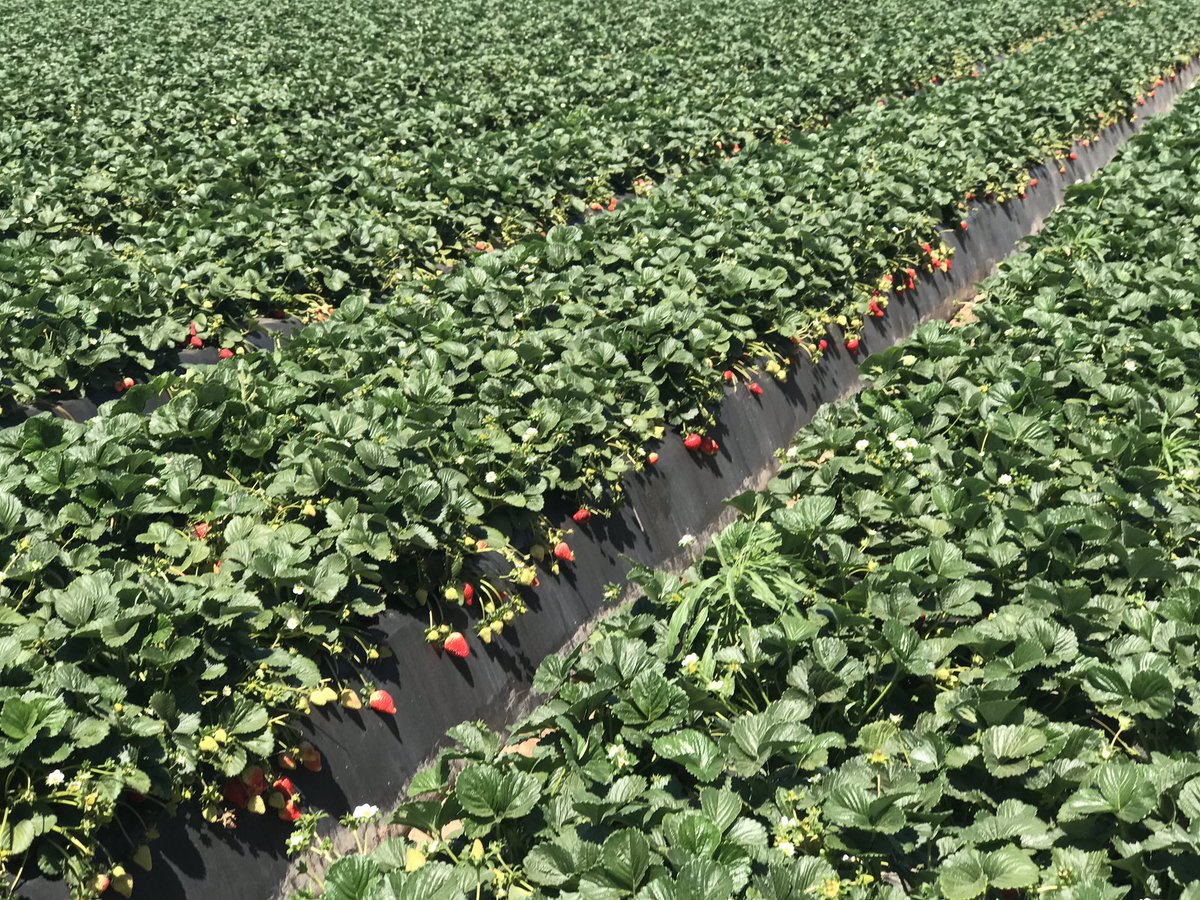 MarkDod83185333's tweet photo. Pacific Gro seafood hydrolysate. Feeding the fungal network with diversity,  amino acid form of N, high soluble organic form of Ca, secondary metabolites stimulate auxin and cytokinin to improve root and reproductive growth. https://t.co/FR7EnXxzHk