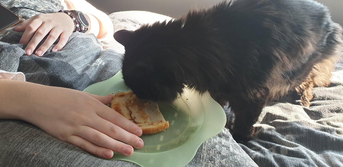mrsdenyer's tweet photo. @spacerockslive @FortyII @markmccaughrean @mggtTaylor @alexandermilas @James_Isaacs @mars_stu These are the 3 that reside in our house.... (the marmite toast stealing cat is almost 19 years old)  The 2 cute sleeping brothers are 10 years old. https://t.co/mSv4YILD7Z