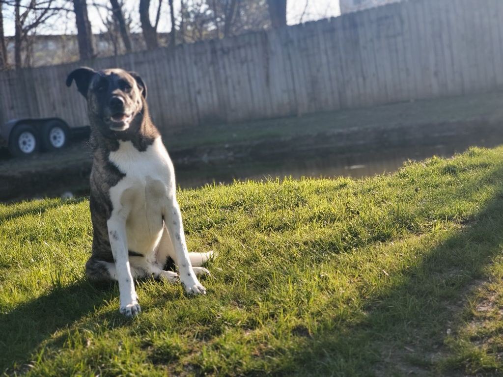 kmurny's tweet photo. Nate celebrates Virtual spirit week with planting for earth day &amp; sharing GusGus&amp;Ella and dog Cooper @BrodnickiSchool https://t.co/Ur6tIKlxQd