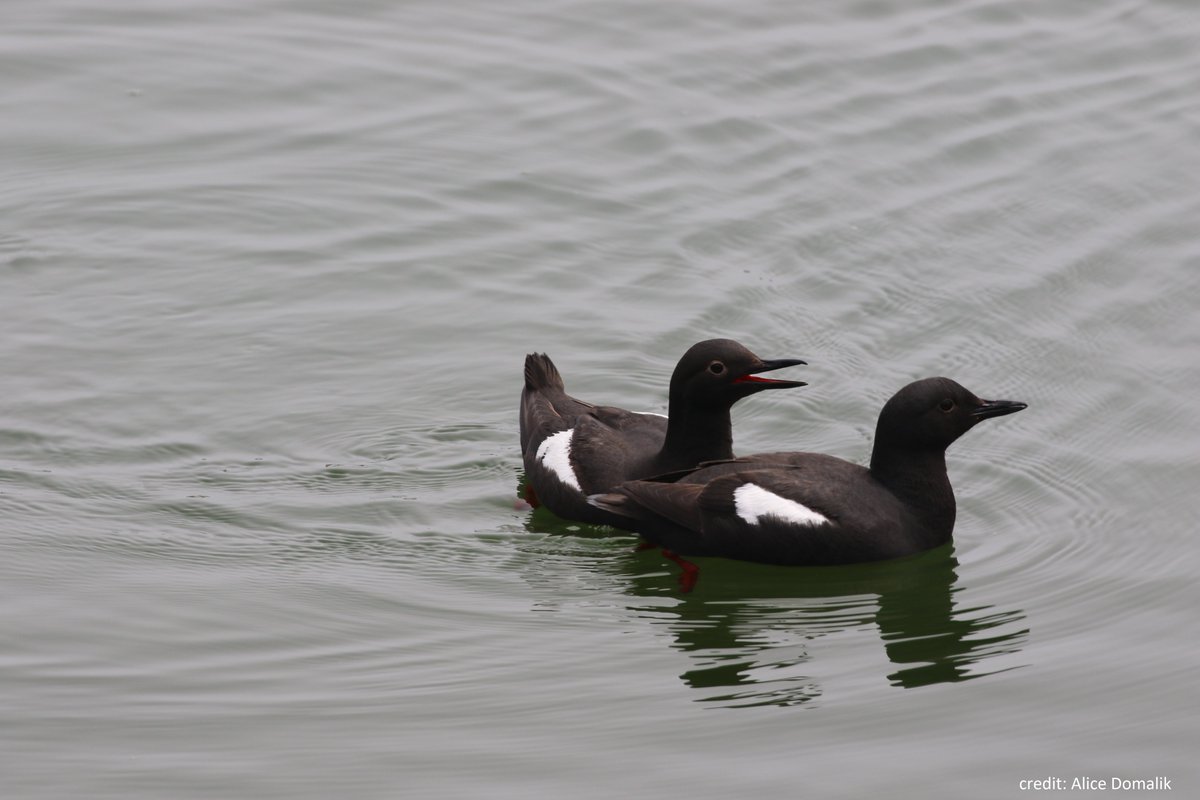 ECCCMarineBirds's tweet image. #ECCCSci is researching seasonal changes in the distribution and abundance of marine #birds and their prey on southern Vancouver Island to evaluate effects of oiling from vessel traffic in the #SalishSea #SSEC2020 bit.ly/3bw9v3B