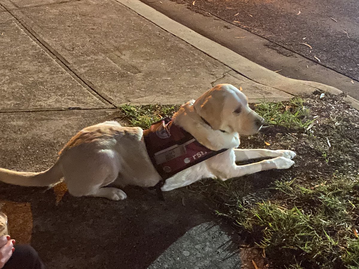 Wellbeing_au's tweet photo. #AnzacDay #AnzacAtHome #rsb #opk9 #assistancedogs https://t.co/Xg5dvYuOjn