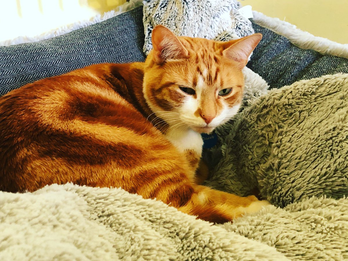 TheJaspeee's tweet photo. Time for bed #CatsOfTwitter #catsofinstagram #CatsOnTwitter #cats_of_instagram #cats_of_world #CatsCountdown #catstagram #CatStyle #gingercat #GlamourModelCatsOfTwitter #popularcat #famouscat IG Thejaspeee https://t.co/VvSpjuXgHD