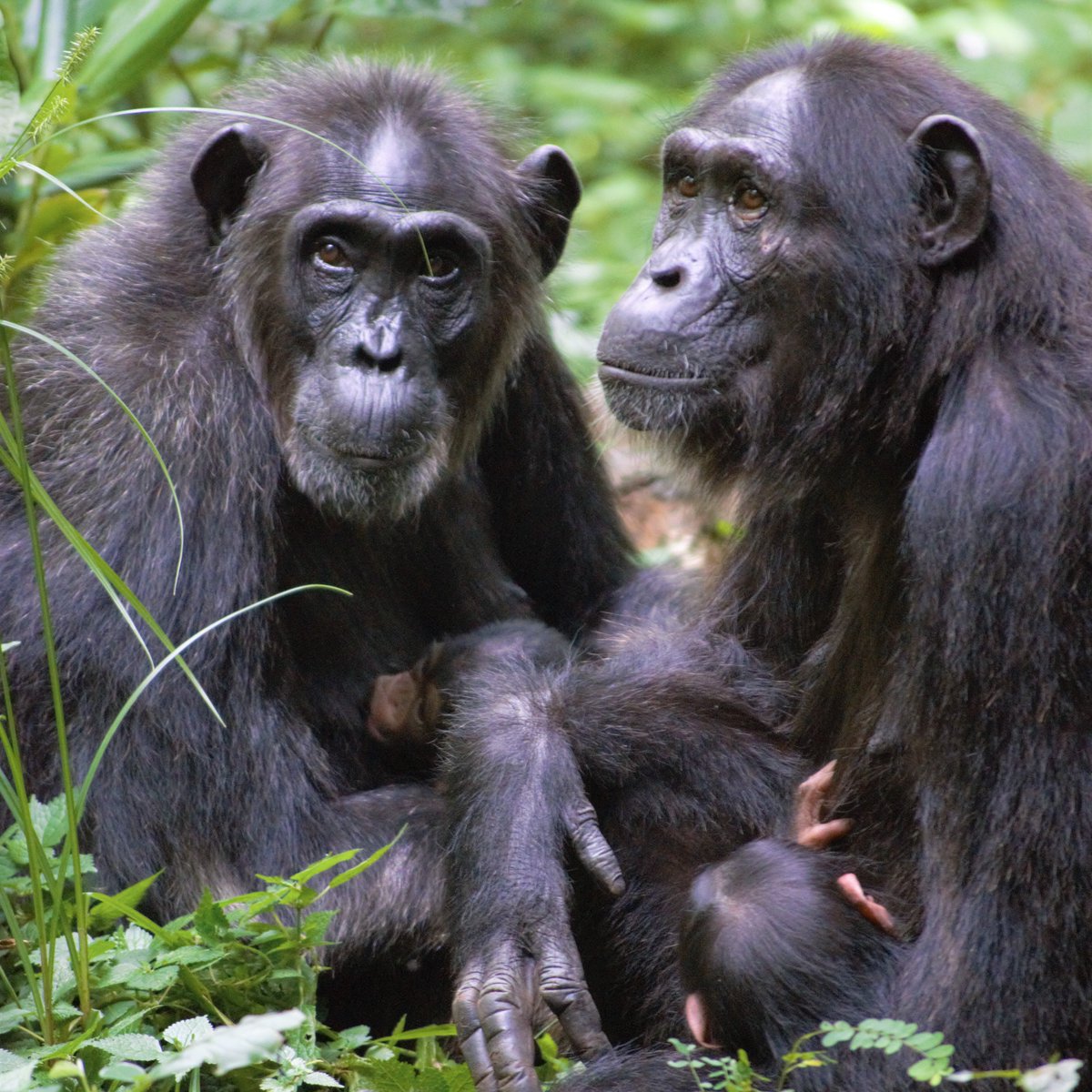 So to end this thread- here's one more  #chimpfant picture- and one last round of thanks. This time, for the chimps that let me follow them day in and day out for so many months. With love and gratitude, Kris 10/fin