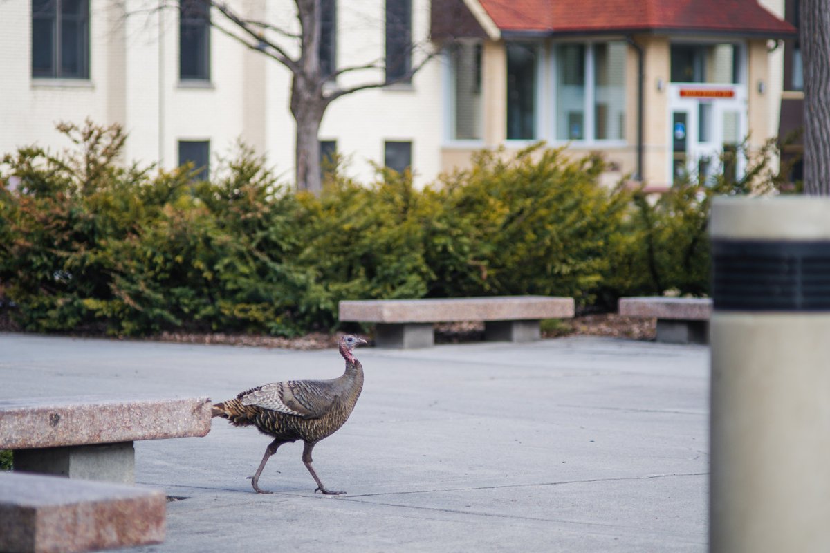 Concordia_MN's tweet photo. Without students on campus, the turkeys have taken it upon themselves to keep watch. #cordmn

📸 Justin Monroe ’21 https://t.co/f2Wc0ICQaN