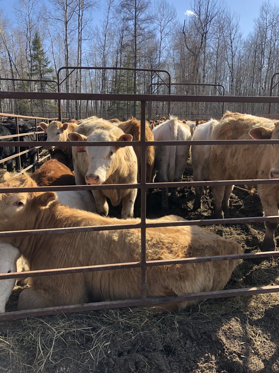 More of our great cattle for sale tomorrow at the Stratton Sales Barn.  Saturday April 25th.  Bid online with DLMS.  Tough times for our beef producers.....  #HelpBeefFarmers