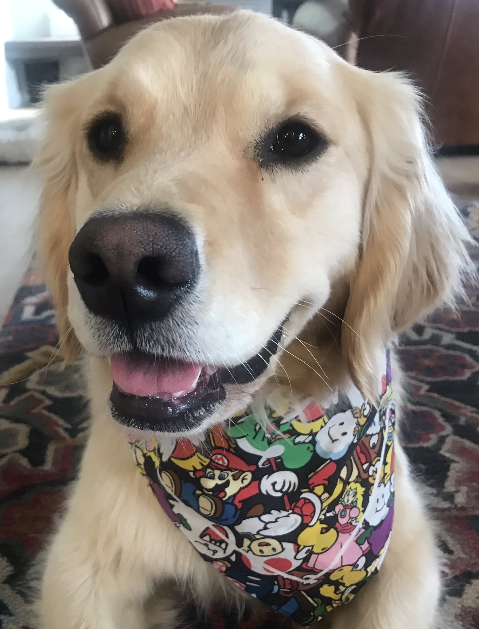 Bowser dog cheap collar