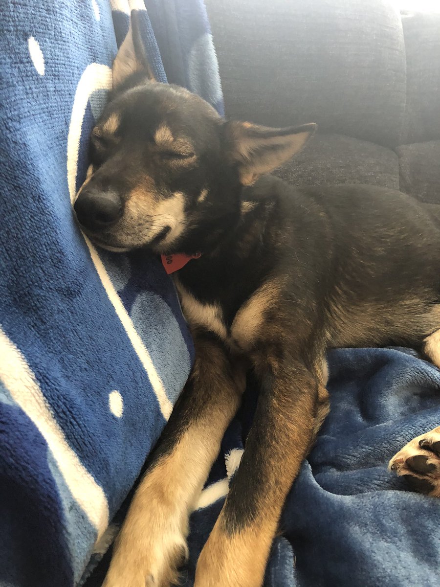  CUTE EMERGENCY  A bunch of cuddly photos of Boo that you didn’t know you needed today, but you definitely do.  #uglydogs  #BooGoesToMeteorologyCamp A thread: