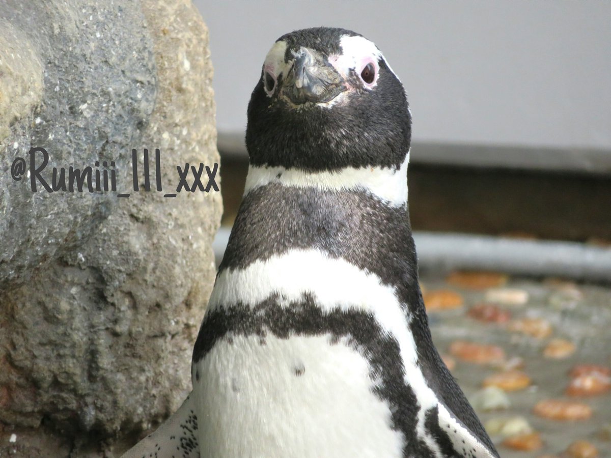 Yayൺi على تويتر 世界ペンギンの日 Worldpenguinday マゼランペンギン フンボルトペンギン ケープペンギン フェアリーペンギン ペンギン