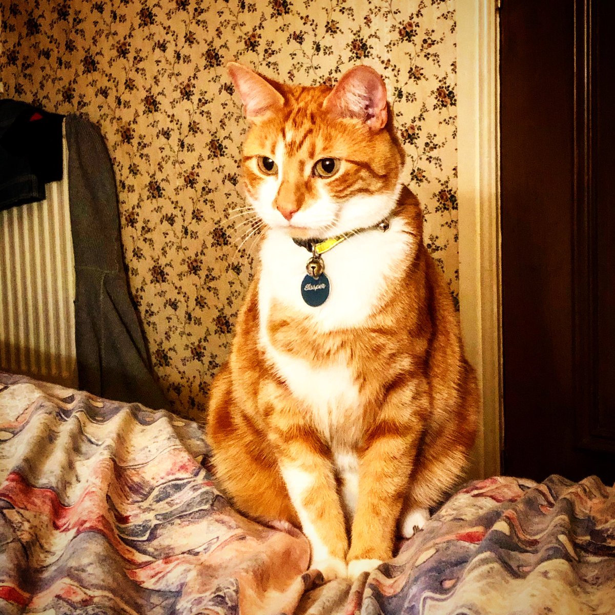 TheJaspeee's tweet photo. Sitting up smart #CatsOfTwitter #Caturday #cats #catsofinstagram #catstagram #cats_of_world #cats_of_instagram #catsrule #catlife #catlover #catmodel #catpose #catsoftheday #catsoftiktok #CatsOnTwitter #chillingcat #popularcat #famouscat IG Thejaspeee https://t.co/ef2z101tDN