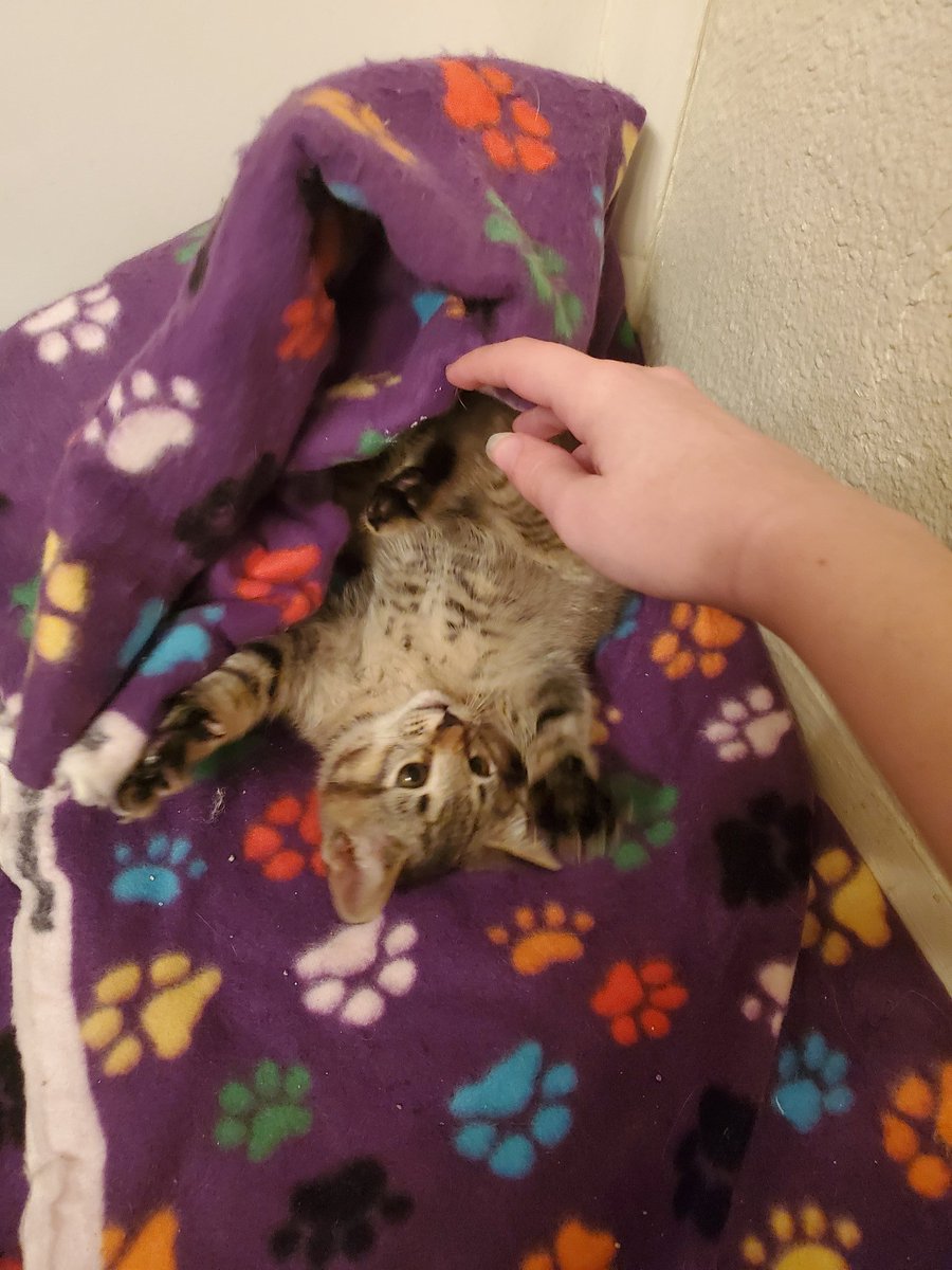 cdra_'s tweet photo. update: the one who tore my hands up is growing stupider by the day https://t.co/dzhDQdWnj7